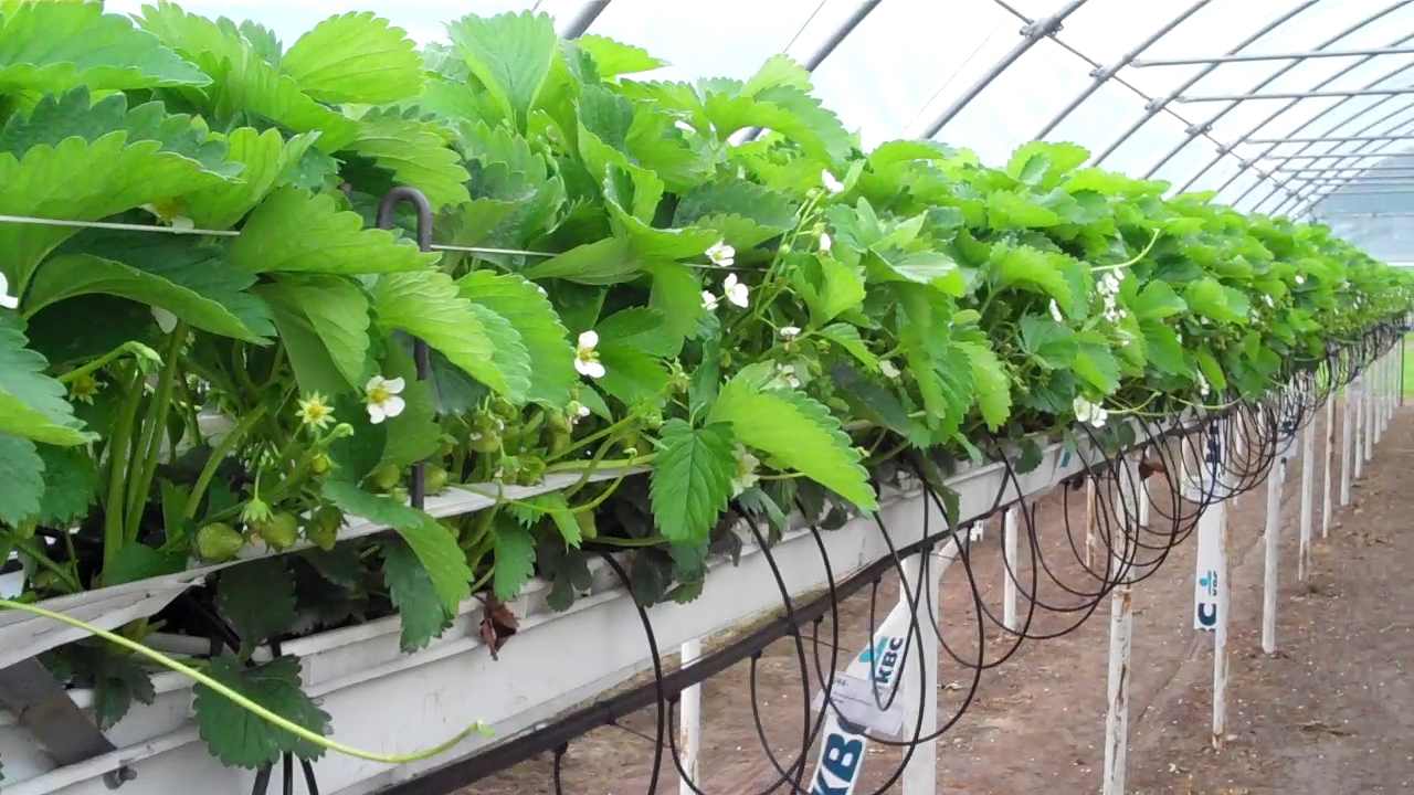 Hydroponic Plants for Hydroponic Gardening System