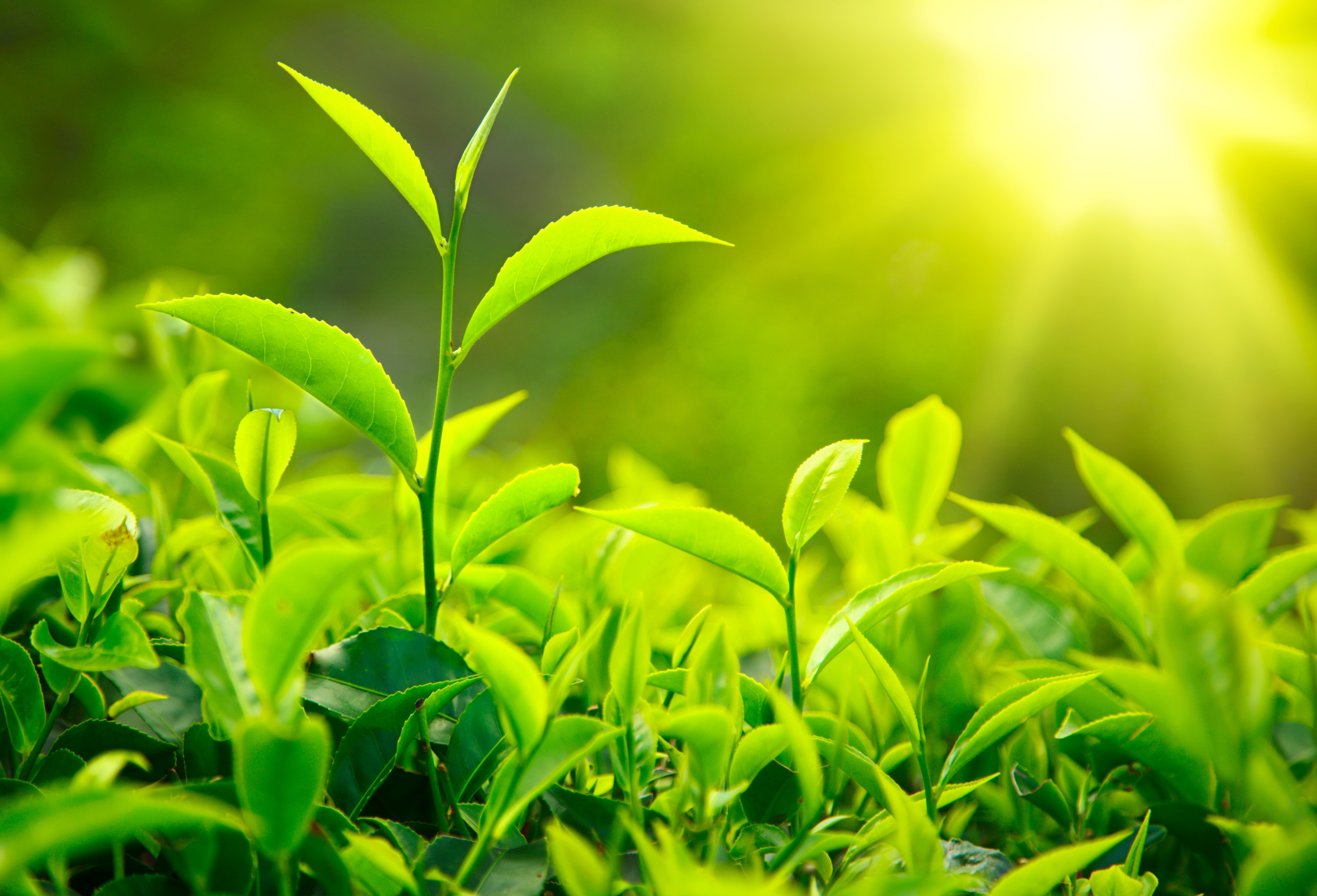 The Tea Plant, a Tree Species Native to Asia