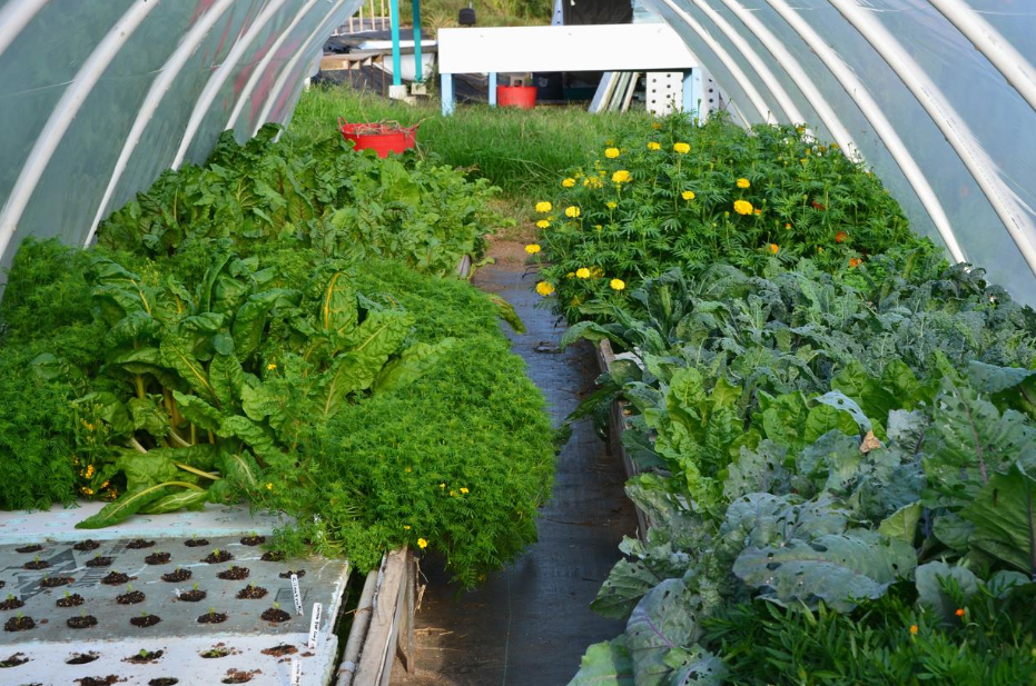 Top Ideas For Backyard Aquaponics