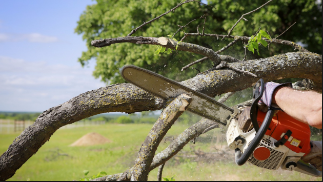 Crucial Factors to Keep in Mind for Tree Removal Services!