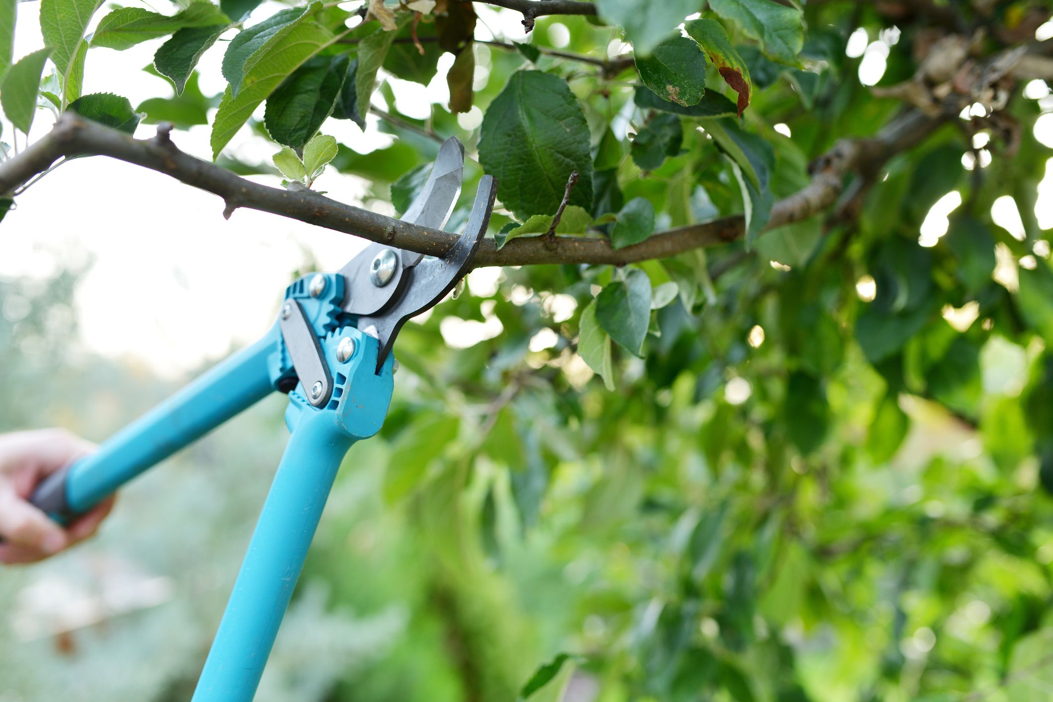 These Tree Loppers In Logan Can Renew Your Garden