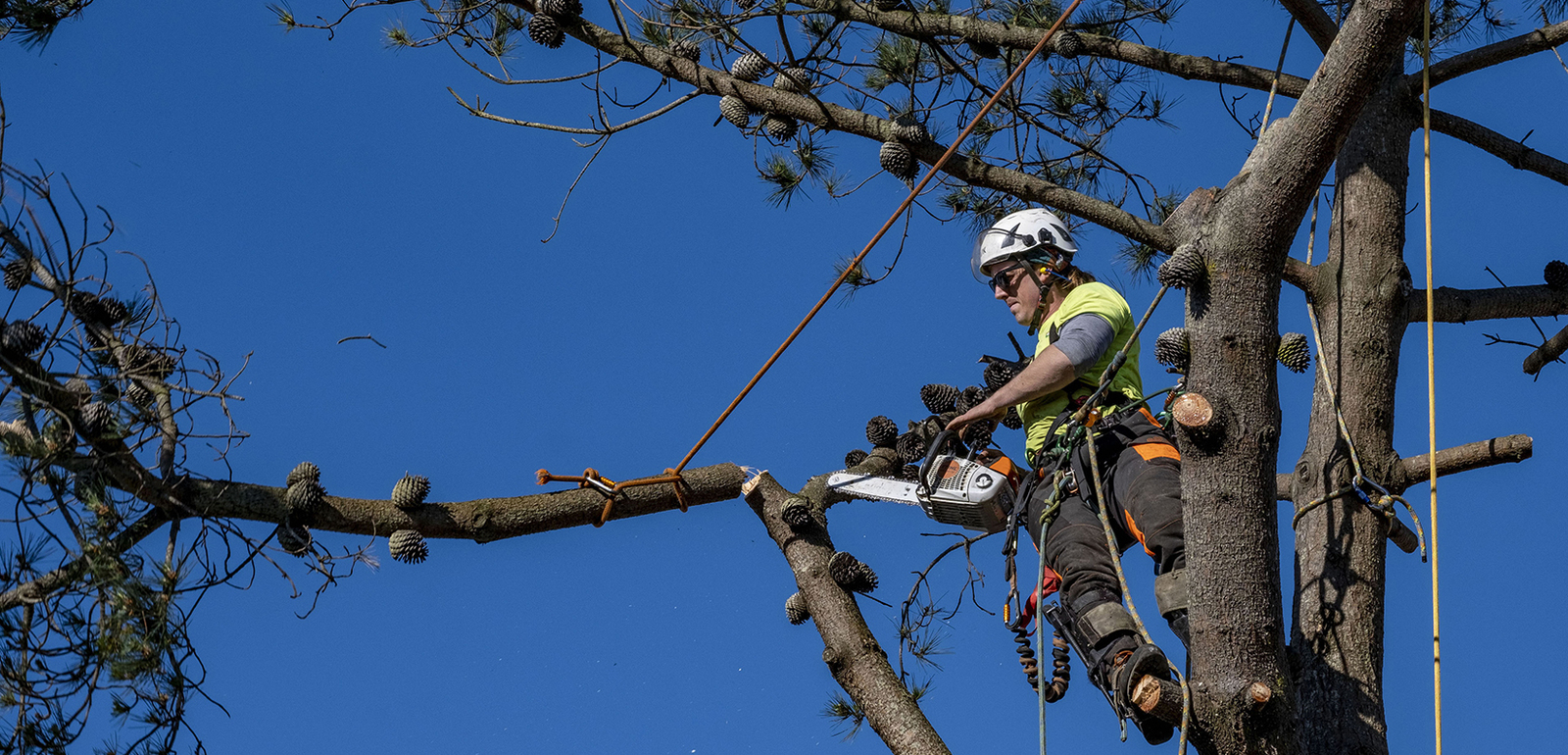 How Tree Lopping or Trimming Services Should Work