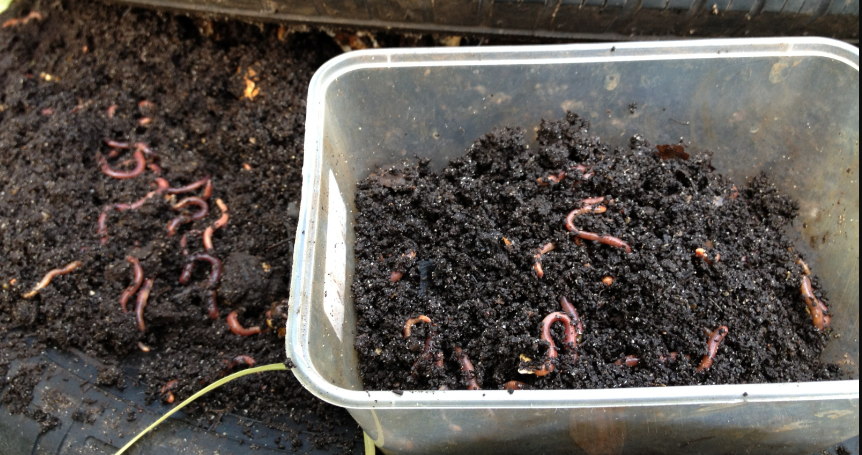 Tips to Feed Your Worms at Farm