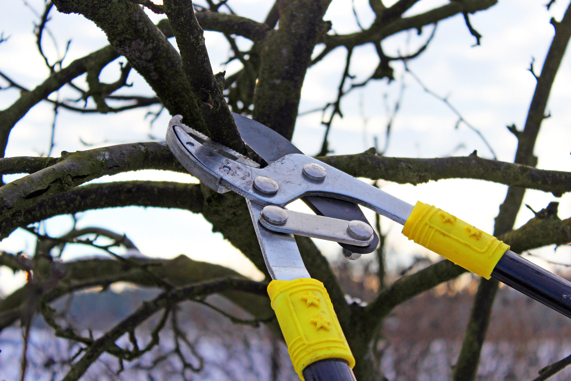 Top Benefits of Tree Trimming