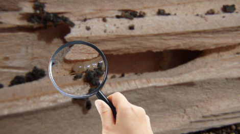 Termite inspection companies Currumbin