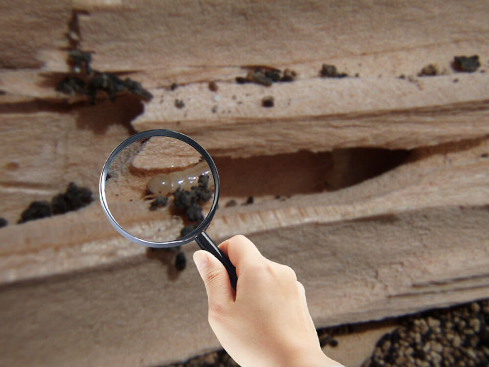 Why you need to Termite Inspection