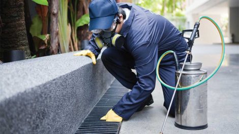 Gold Coast Pest Services