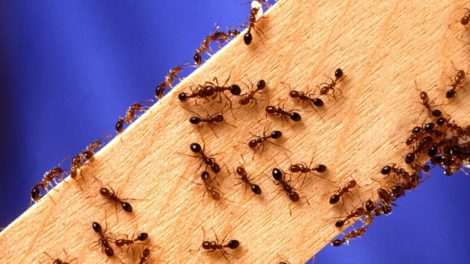 Ant Treatment Gold Coast