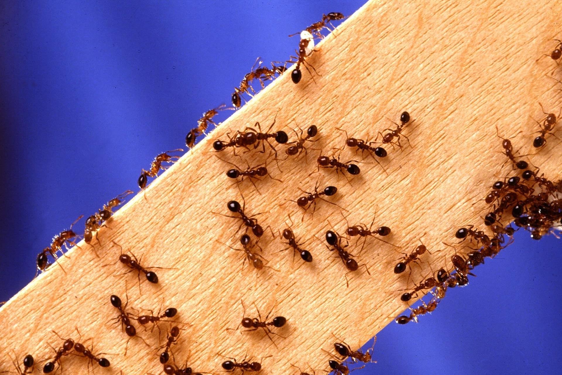 Top tips for eliminating the ants from your place