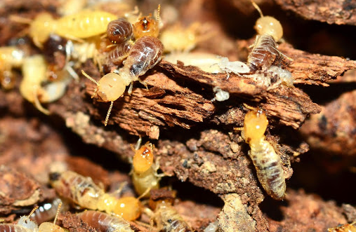 Termite inspection is the best solution to reduce termite cost