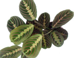 maranta leuconeura