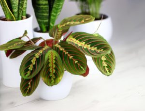 maranta leuconeura