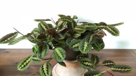 maranta leuconeura