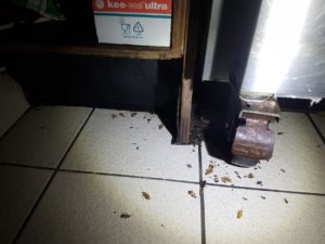 Cockroach control gold coast