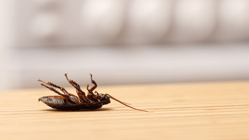 Cockroach Control Gold Coast | Expert Cockroach Inspection Burleigh ...