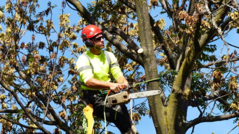 tree removal Gold Coast City Council