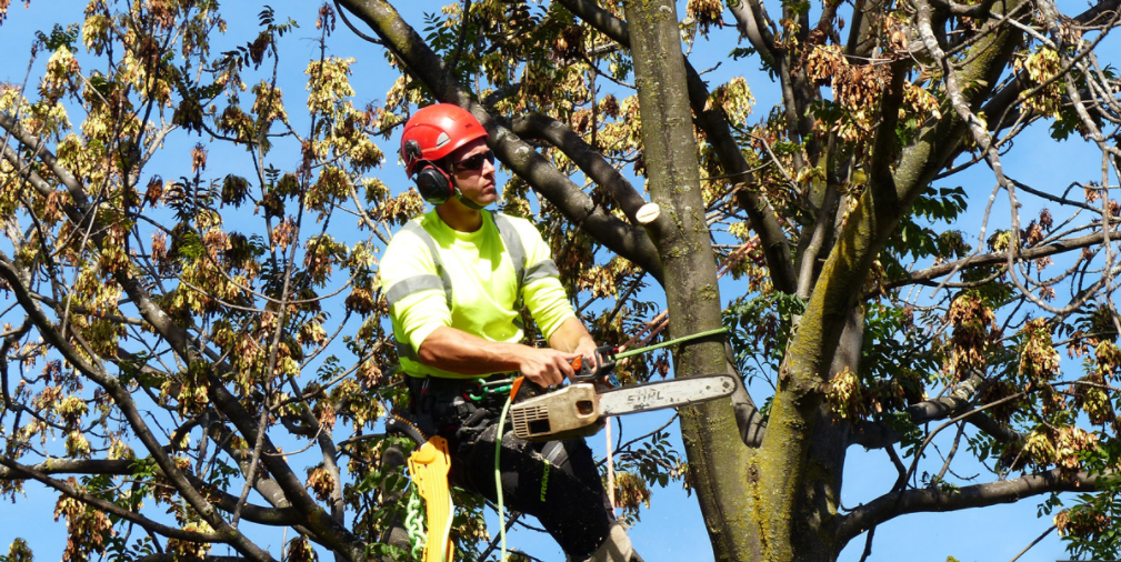 Safe And Quick Tree Removal In Gold Coast City Council