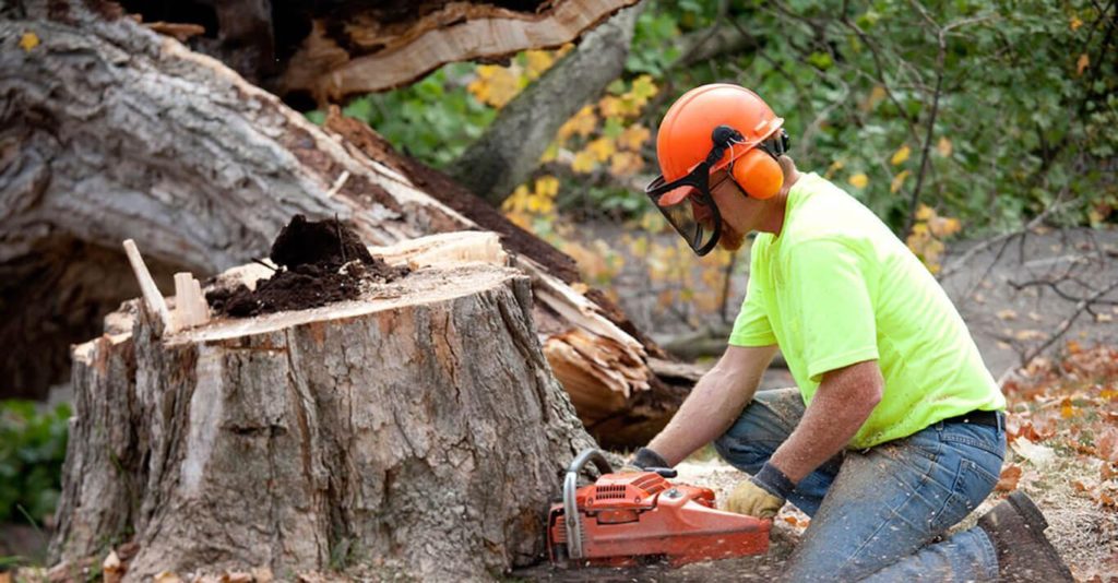 tree removal Gold Coast City Council