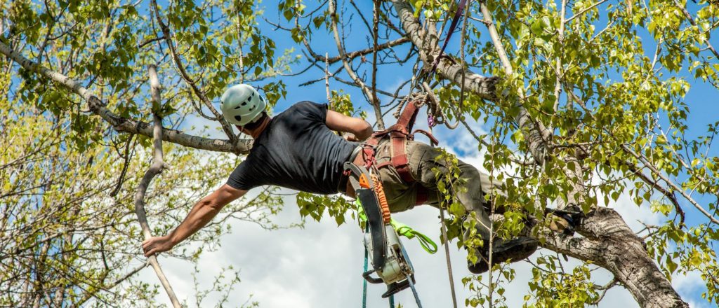 tree removal Gold Coast City Council