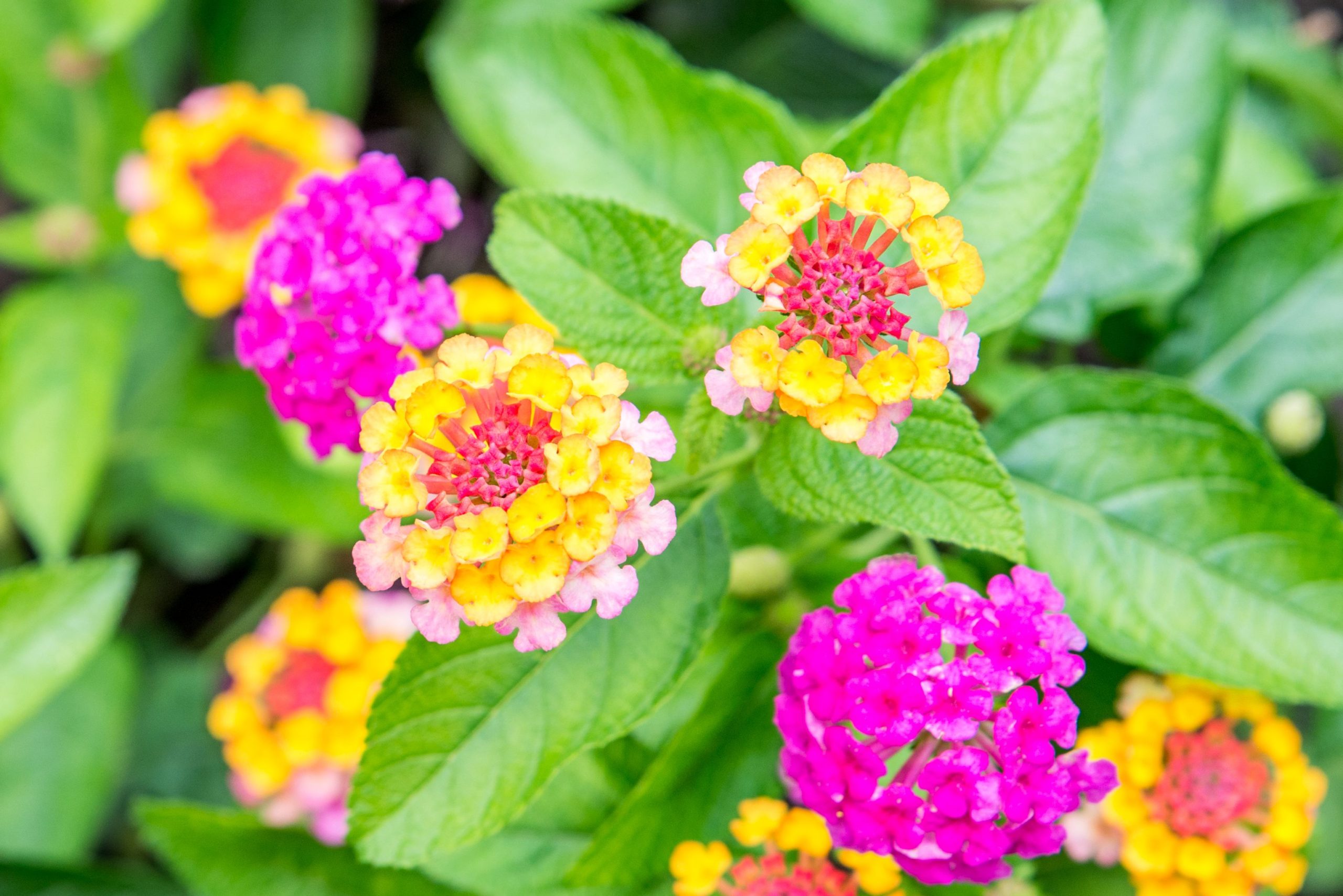 lantana removal