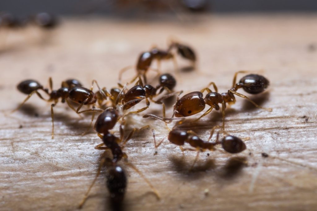 ant pest control sunshine coast