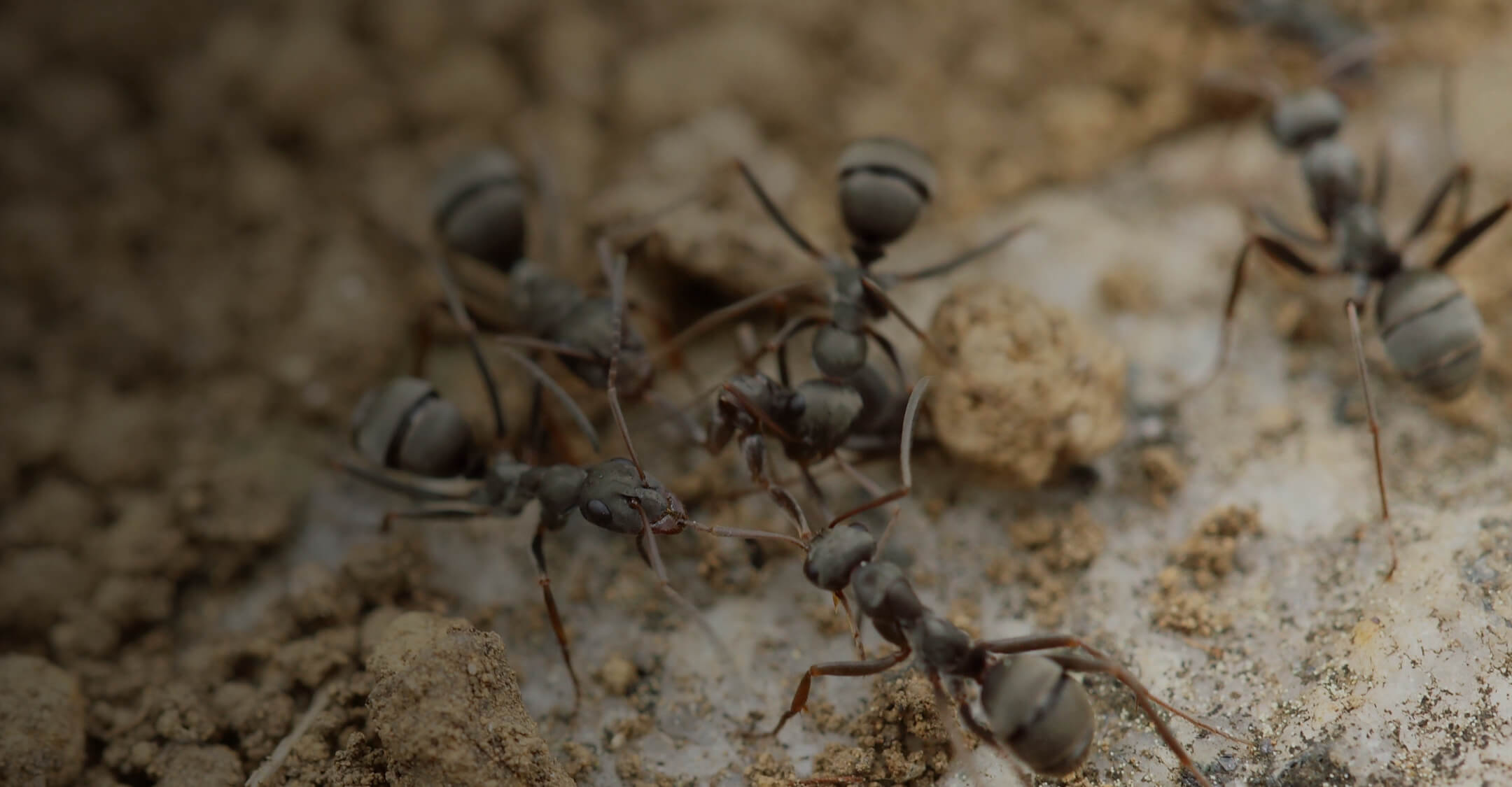 Tips to Stop Ant Threat