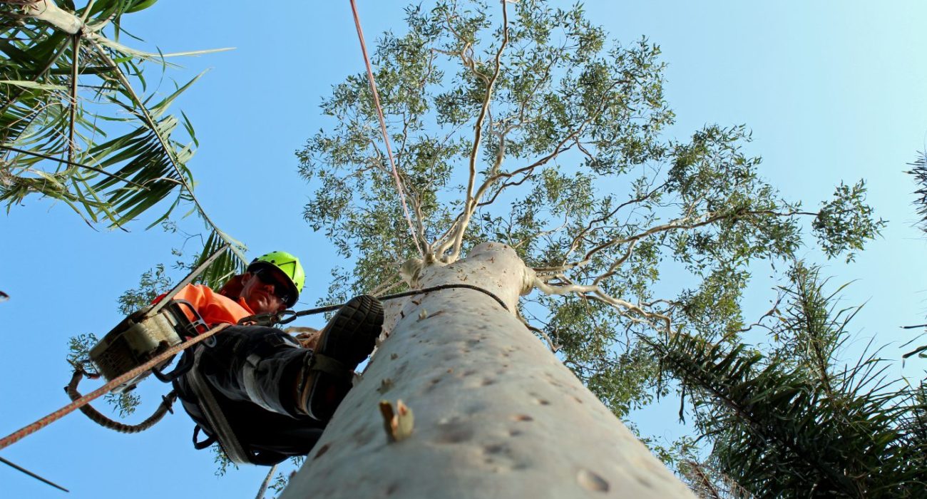 Hiring Top Tree Removal Gold Coast City Council Firms