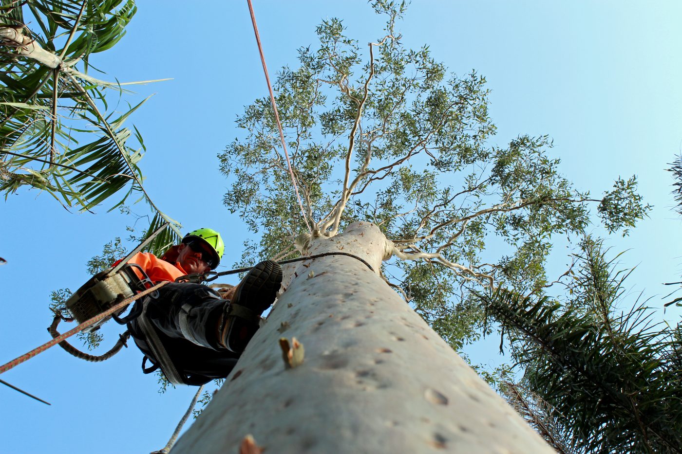 tree removal Gold Coast city council