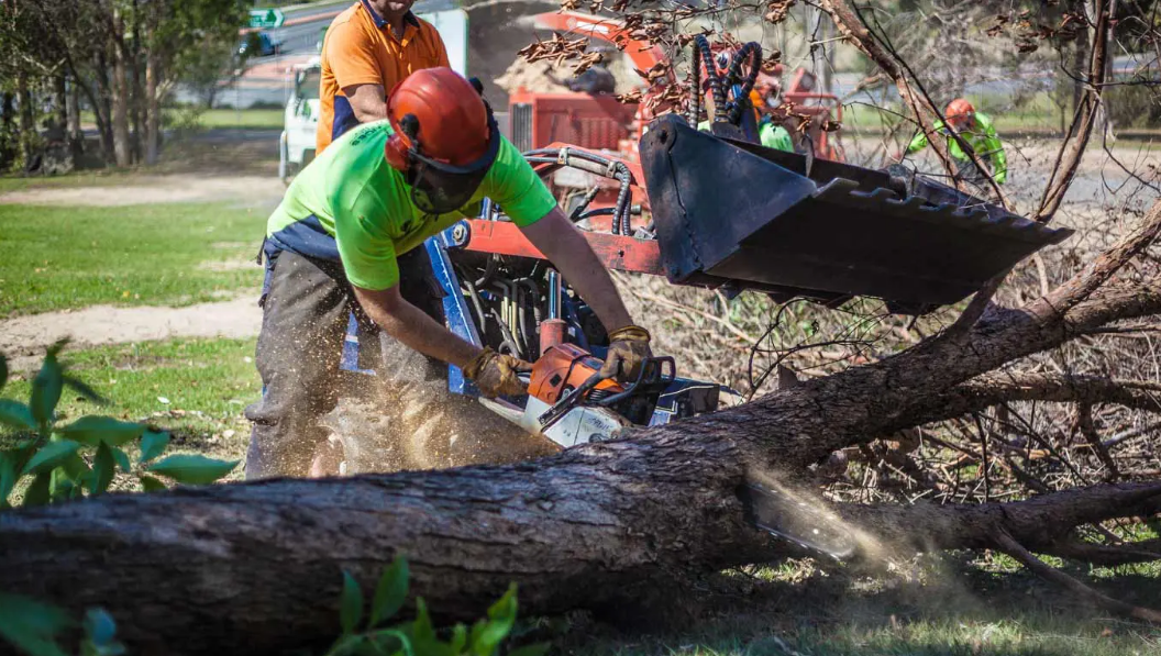 Get Multiple Advantages Using Tree Removal Service