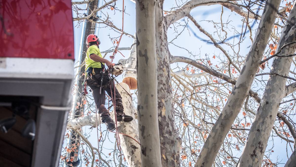 Arborist Campbelltown