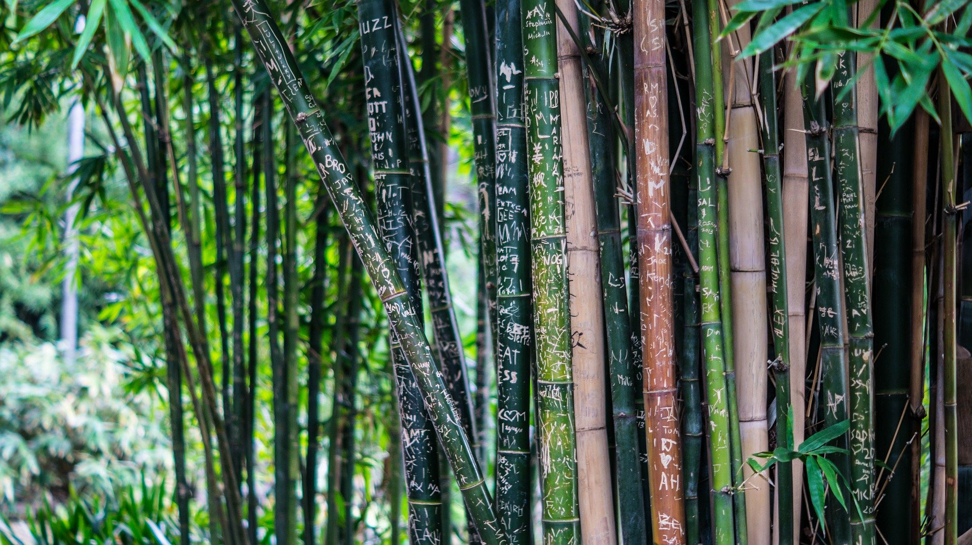 bamboo trimming Gold Coast