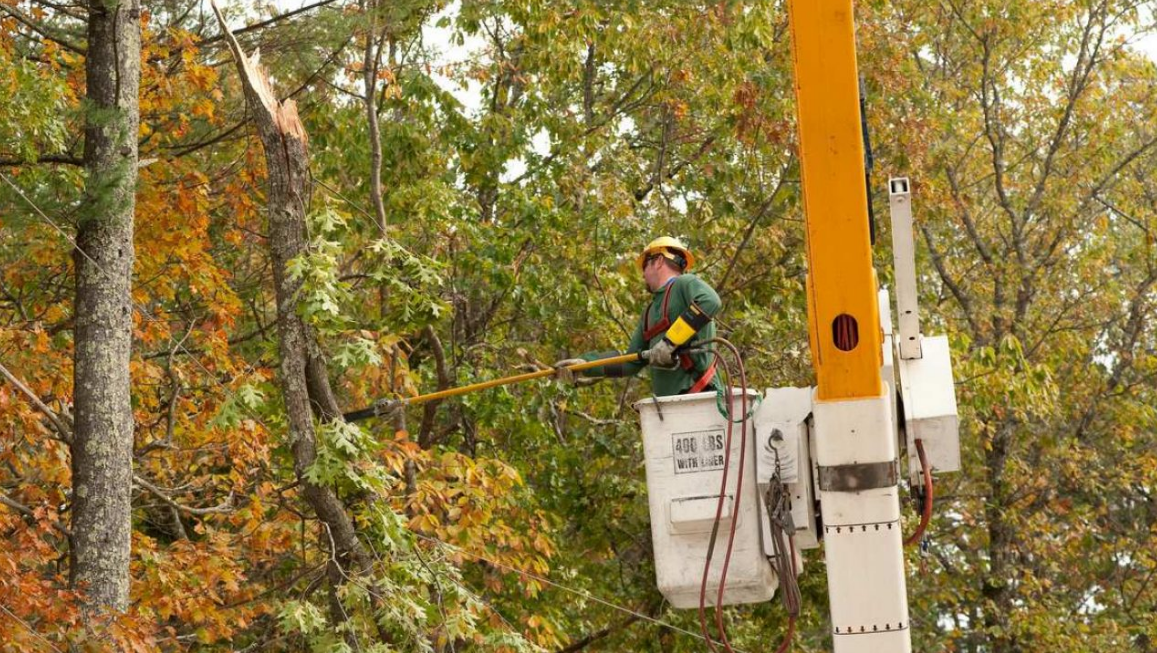 Why Hire Tree Services for Tree Trimming Brisbane?