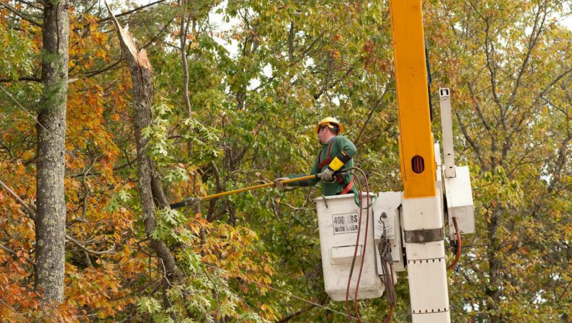 tree trimming Brisbane