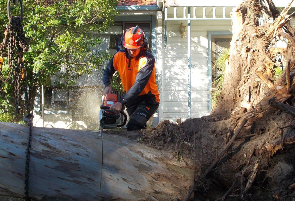 Removing a Tree Legally