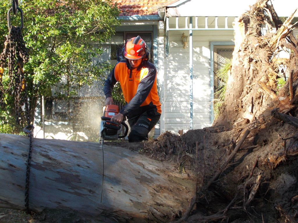 gold coast council tree removal