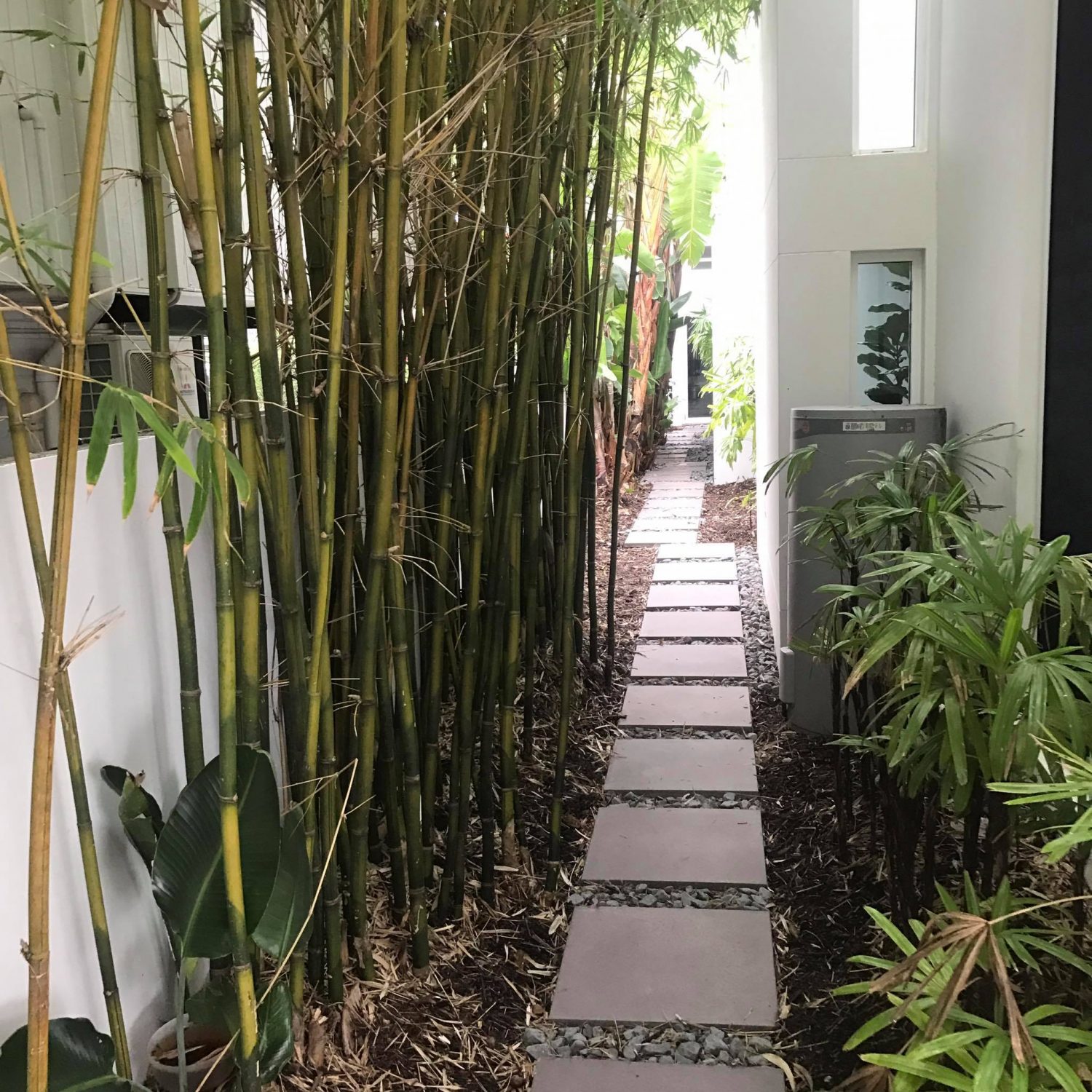 Bamboo Removal Gold Coast