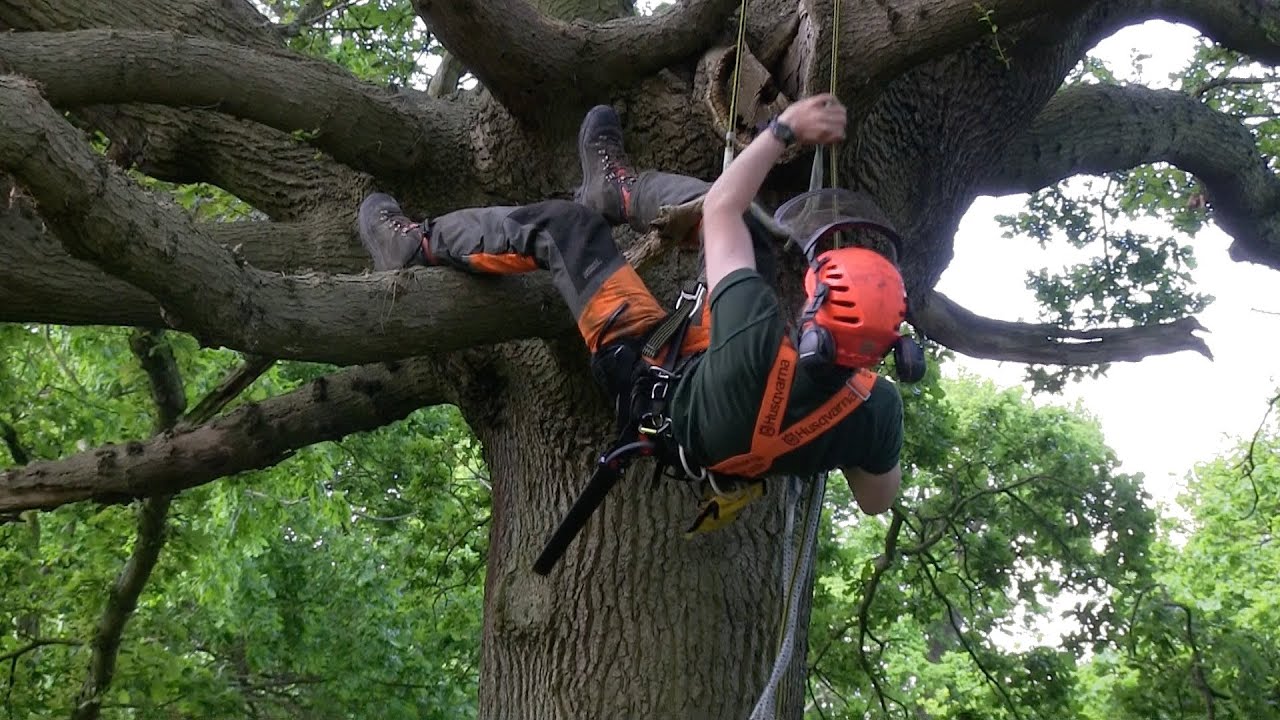 arborist reports South Auckland