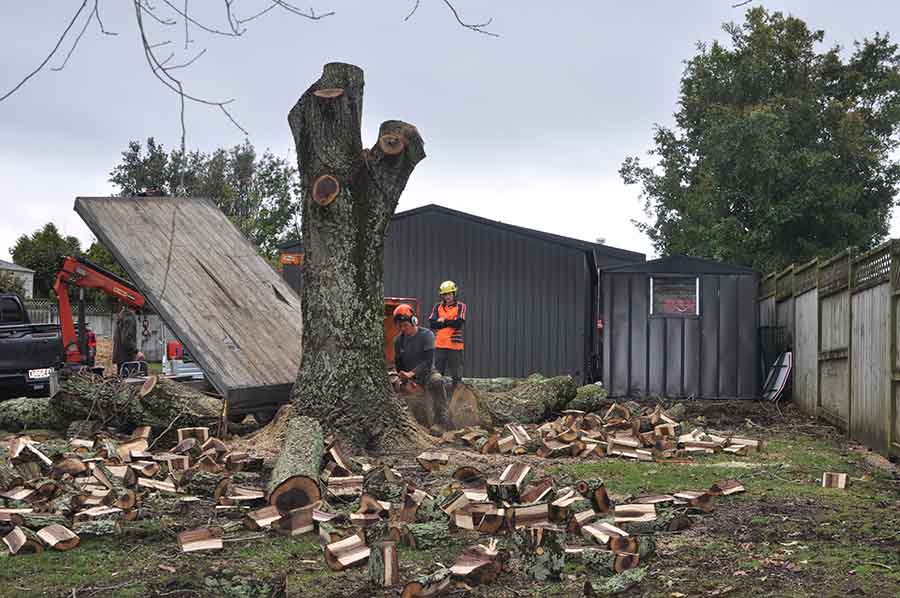 tree removal specialist Bay Of Plenty