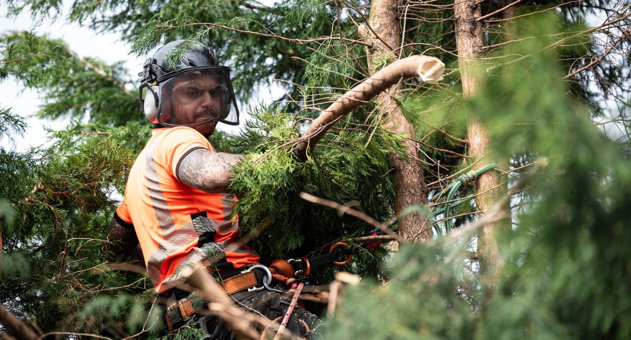 Why To Hire Level-5 Arborist Services In Gold Coast?