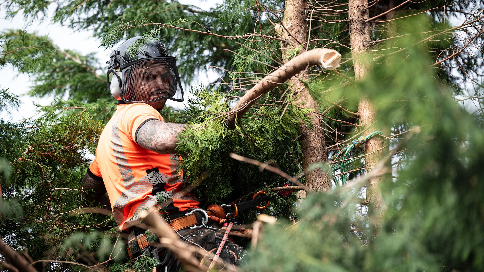 Level-5 arborists services Gold Coast