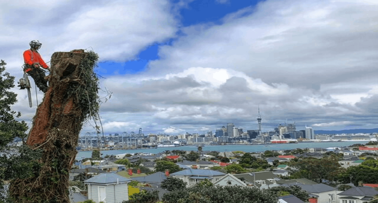 What Are The Factors To Consider While Hiring Expert Tree Services Auckland?