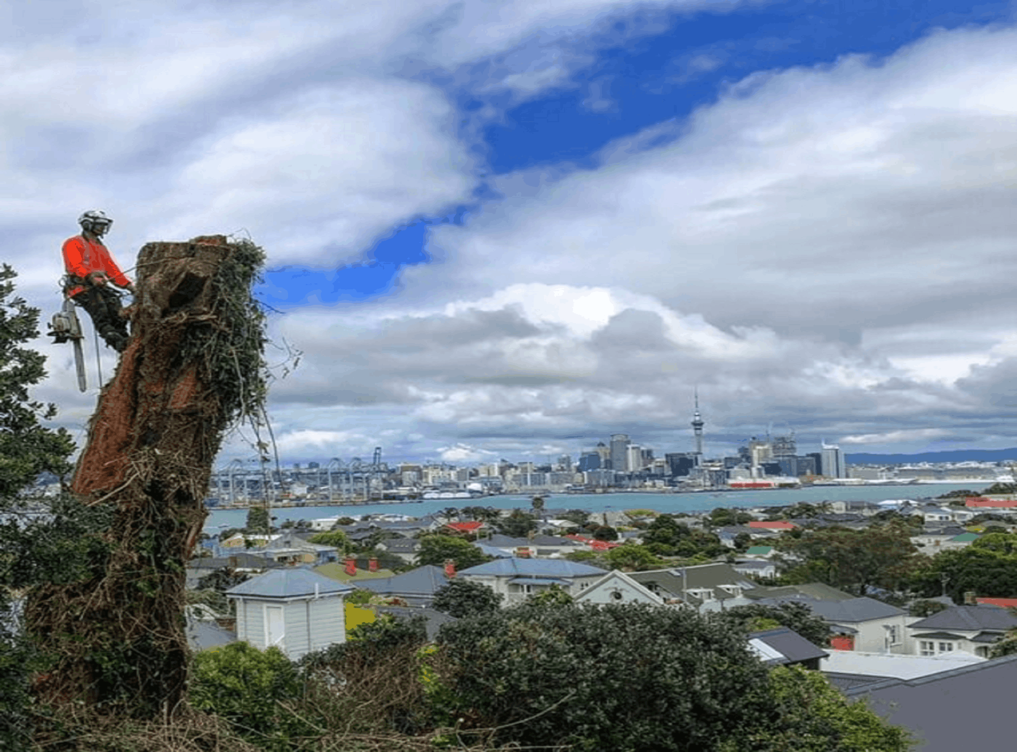 tree services Auckland