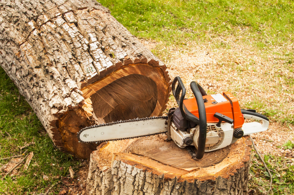 Get North Sydney Tree Services To Make Them Healthy