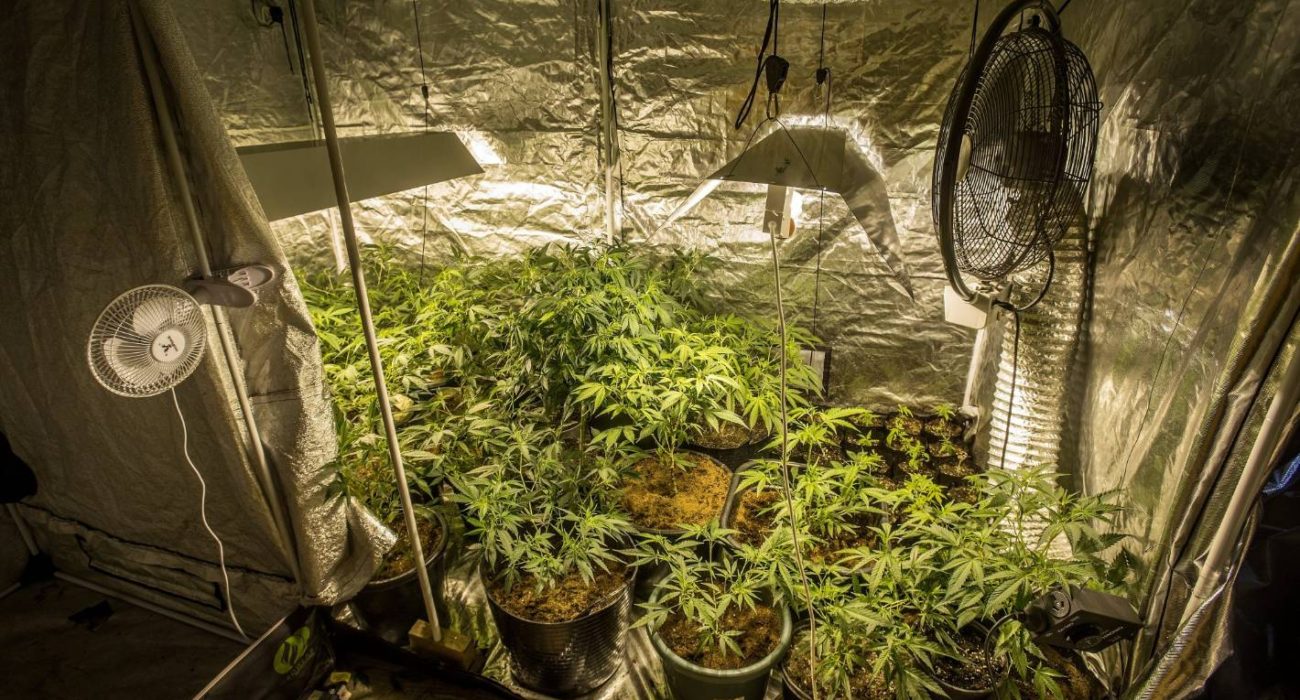 Factors Involved In Indoor Grow Setup