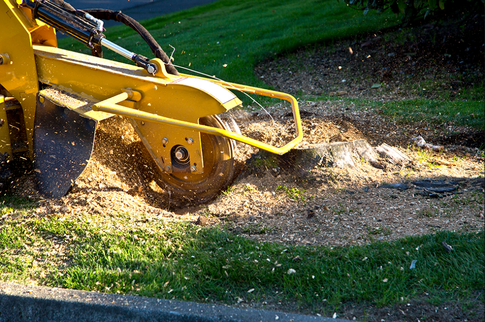 Questions To Ask For Hiring Tree Service For Stump Grinding