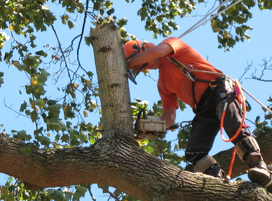 expert tree services