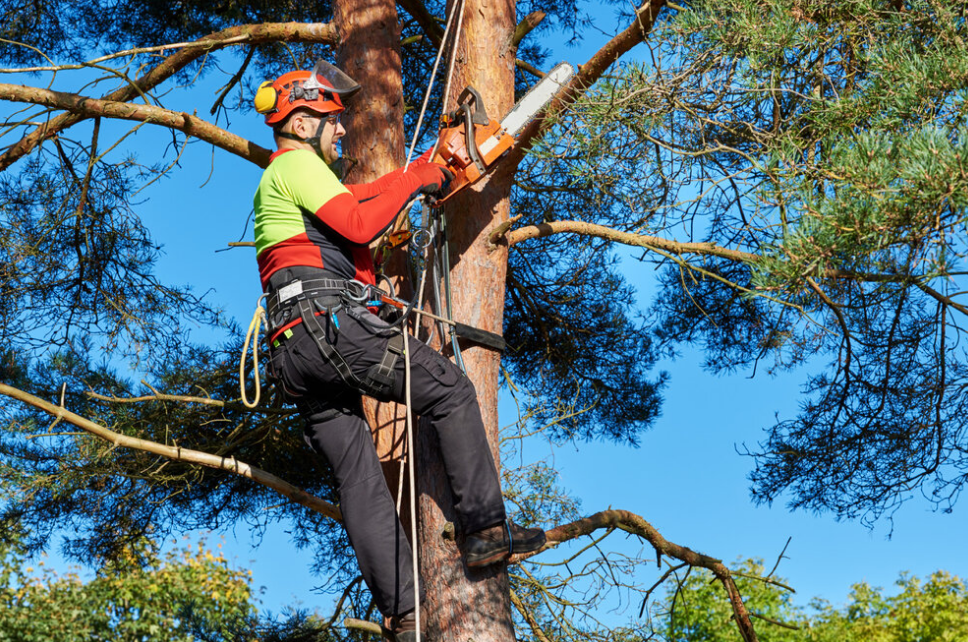 Arborist at Gold Coast