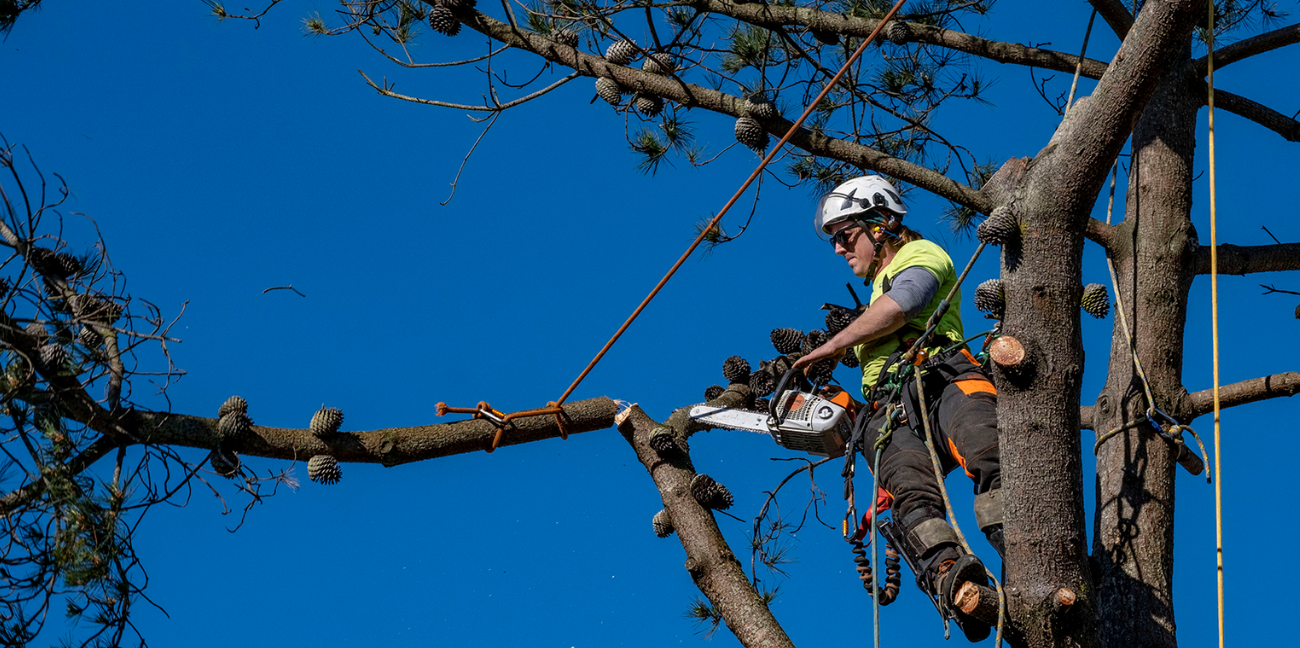 Why Should You Hire An Arborist In Auckland?