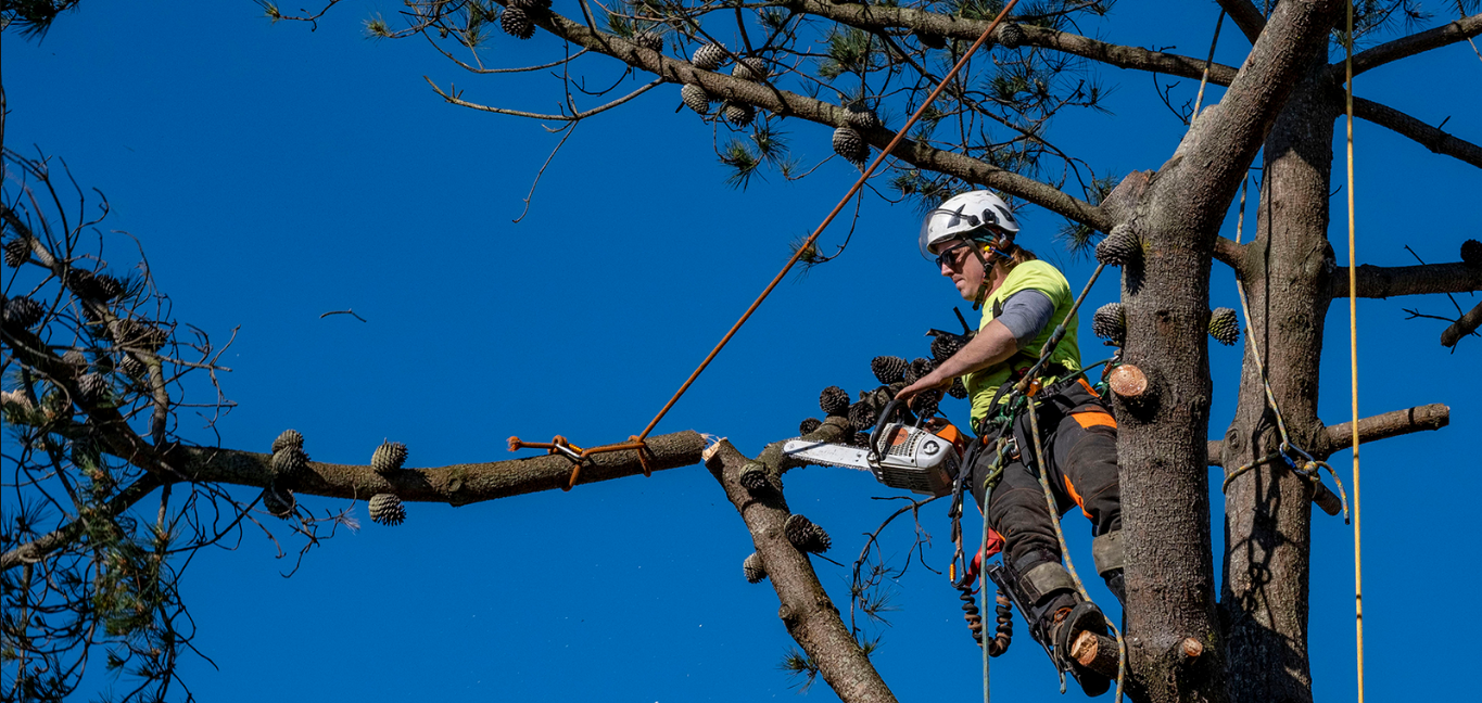 Arborist In Auckland