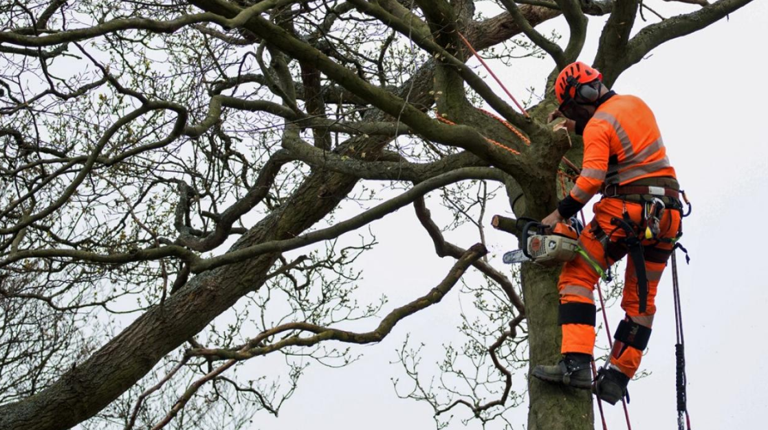 tree felling wellington